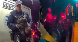 Dramatic video shows NYPD officers rescuing a missing dog named Moose from beneath a Manhattan subway train