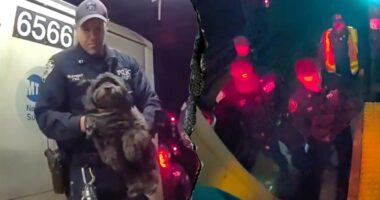 Dramatic video shows NYPD officers rescuing a missing dog named Moose from beneath a Manhattan subway train