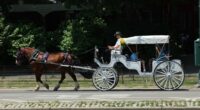 End the horse-drawn carriage industry