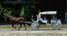 End the horse-drawn carriage industry