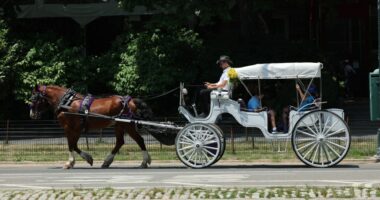 End the horse-drawn carriage industry