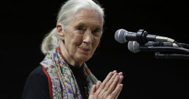 Environmentalists, politicians, celebrities recall life and influence of primatologist Jane Goodall