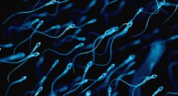 Experts uncover when sperm mutations surge raising kid's disease risk