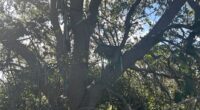 FBI probes hunting stand with sight line on Air Force One in Palm Beach