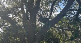 FBI probes hunting stand with sight line on Air Force One in Palm Beach