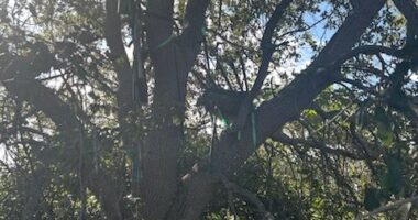 FBI probes hunting stand with sight line on Air Force One in Palm Beach
