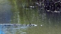 FWC investigating after finding crocodile with spear in the back of its head