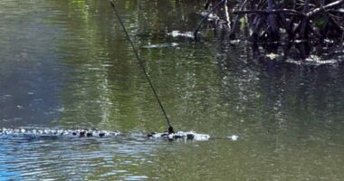FWC investigating after finding crocodile with spear in the back of its head