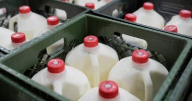 Federal SNAP benefits won't be paid in November: What happens next?
