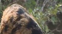 Feral hogs roam Texas apartment complex