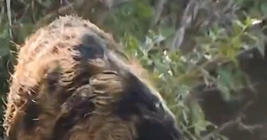 Feral hogs roam Texas apartment complex