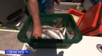 Bag cuts are now in place for recreational fishing in the two gulfs, but restrictions only apply to commercial fishers in Gulf St Vincent.