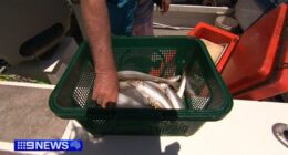 Bag cuts are now in place for recreational fishing in the two gulfs, but restrictions only apply to commercial fishers in Gulf St Vincent.