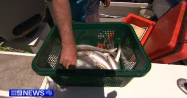 Bag cuts are now in place for recreational fishing in the two gulfs, but restrictions only apply to commercial fishers in Gulf St Vincent.