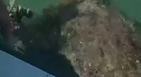 Florida deputies rescue sea turtle from tangled net