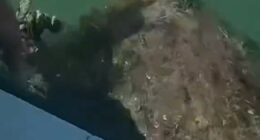 Florida deputies rescue sea turtle from tangled net