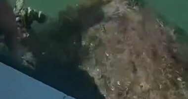 Florida deputies rescue sea turtle from tangled net