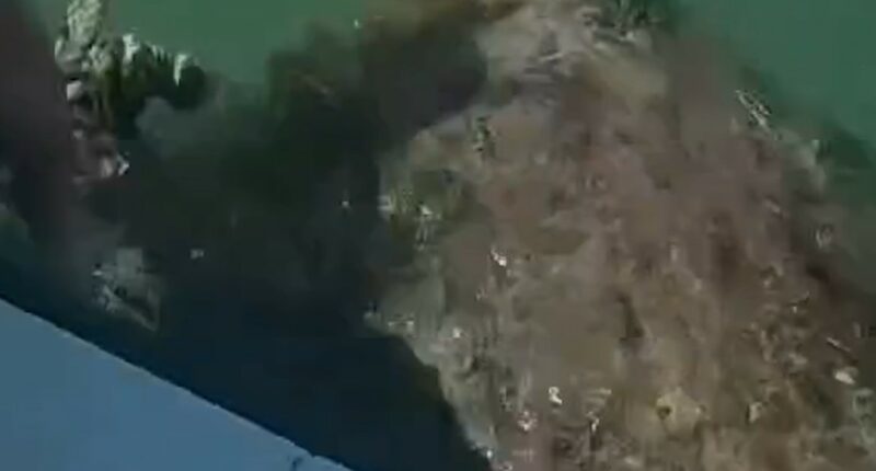 Florida deputies rescue sea turtle from tangled net