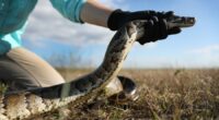 Florida sets record for python removal with help of new partner