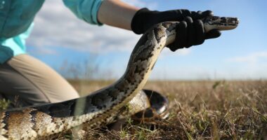 Florida sets record for python removal with help of new partner
