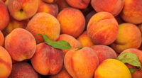 Fresh peaches sold across US recalled over listeria risk