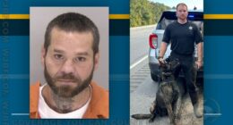 Fugitive apprehended in Augusta swamp after K-9 pursuit