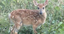 Fury over Michigan government's plan to euthanize rescued baby deer