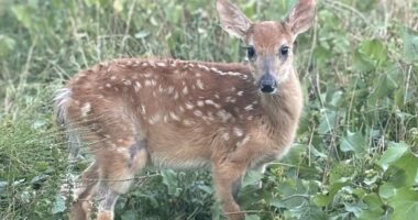 Fury over Michigan government's plan to euthanize rescued baby deer