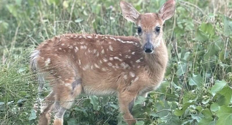 Fury over Michigan government's plan to euthanize rescued baby deer