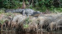 Gatorland collecting donations for Jamaican animal conservation after Hurricane Melissa
