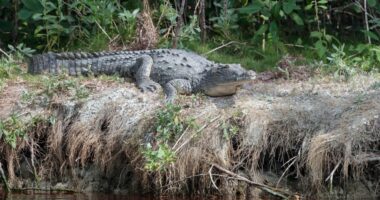 Gatorland collecting donations for Jamaican animal conservation after Hurricane Melissa