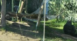 A gorilla at the San Diego Zoo broke a layer of protective glass in its enclosure on Saturday, zoo officials confirmed (PHOTO: Emily Holguin)