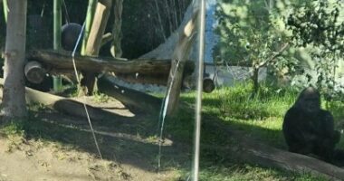 A gorilla at the San Diego Zoo broke a layer of protective glass in its enclosure on Saturday, zoo officials confirmed (PHOTO: Emily Holguin)