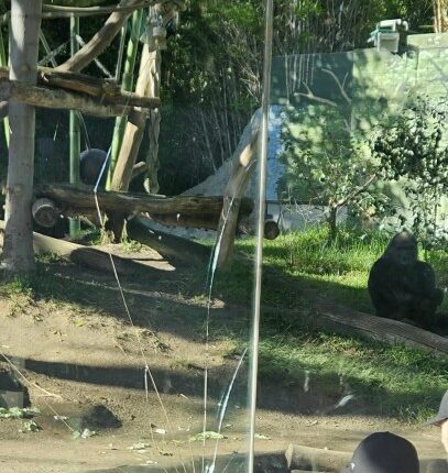 A gorilla at the San Diego Zoo broke a layer of protective glass in its enclosure on Saturday, zoo officials confirmed (PHOTO: Emily Holguin)