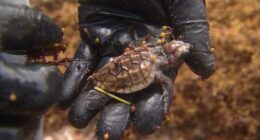 Heavy winds and rough seas in Central Florida push vulnerable sea turtles ashore