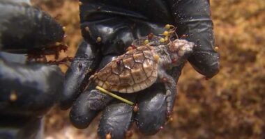 Heavy winds and rough seas in Central Florida push vulnerable sea turtles ashore