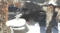 Helicopter crashes into California building