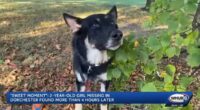 Heroic dog finds missing toddler, two, lost in New Hampshire woods