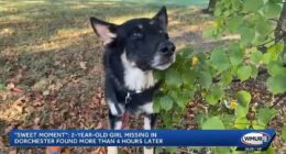 Heroic dog finds missing toddler, two, lost in New Hampshire woods