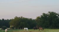 Horse therapy facility 'hoofing it' to a new location in Decatur