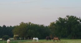 Horse therapy facility 'hoofing it' to a new location in Decatur