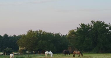 Horse therapy facility 'hoofing it' to a new location in Decatur