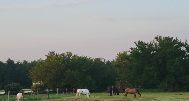 Horse therapy facility 'hoofing it' to a new location in Decatur