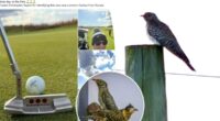 Hundreds of dedicated birders flock to Long Island after rare cuckoo bird spotted by golfer