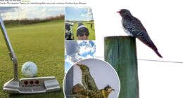 Hundreds of dedicated birders flock to Long Island after rare cuckoo bird spotted by golfer