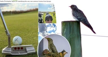Hundreds of dedicated birders flock to Long Island after rare cuckoo bird spotted by golfer
