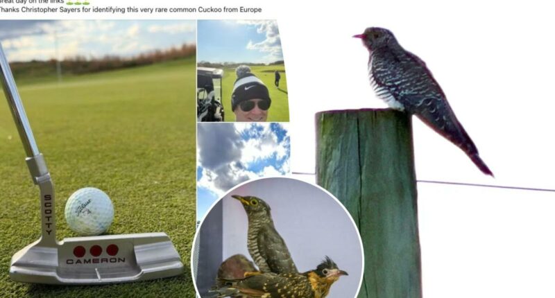 Hundreds of dedicated birders flock to Long Island after rare cuckoo bird spotted by golfer