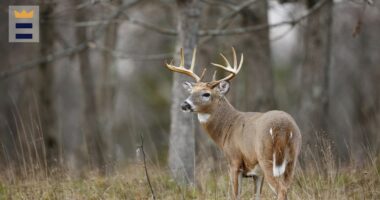 IL youth hunters set new record for harvested deer after three-day season