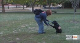 Illini Service Dogs celebrating 15 years of four-legged help