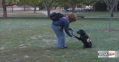 Illini Service Dogs celebrating 15 years of four-legged help